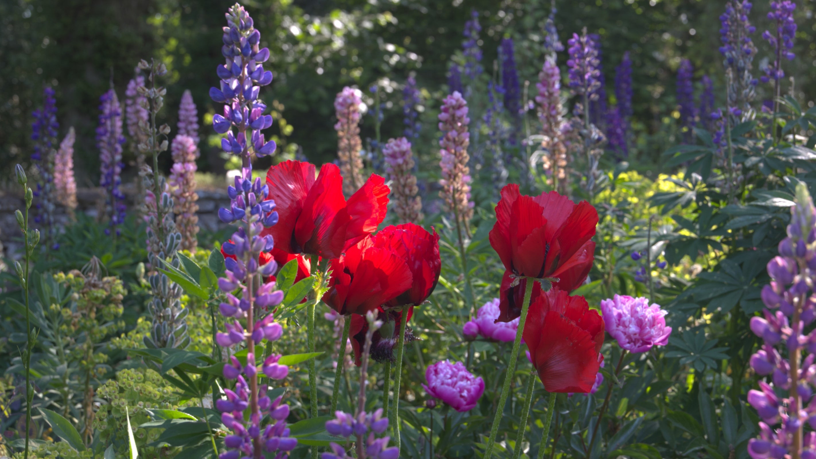 English wildflower meadow